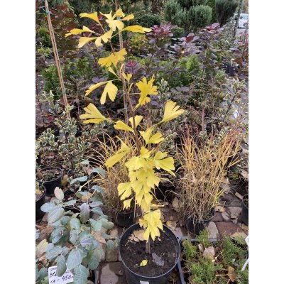 Саджанці купити Гінкго дволопатевий (Ginkgo biloba) /Н 100-120 см/ контейнер С4 L