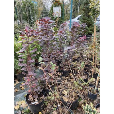 Саджанці купити Скумпія шкіряна (Cotinus coggygria) "Follis Purpureis" /Н 100 см+/ контейнер C7.5 L