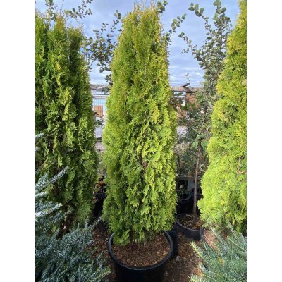 Саджанці купити Туя західна (Thuja occidentalis) "Jantar"/Н 190-200 см/кому