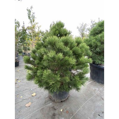 Саджанці купити Сосна пиренейская/ крючковатая (Pinus uncinata) /Н 100-120 см/ ком