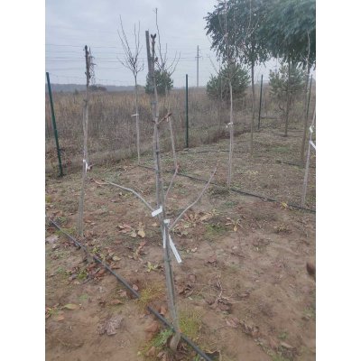 Саджанці купити Каштан кінський м'ясо-червоний (Aesculus carnea) "Briotii" /Н 170-200 см+/НО 10-12см/ ком