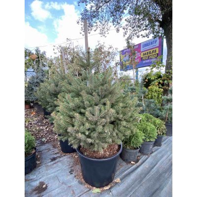 Саджанці купити Ялина колюча блакитна (Picea pungens f.glauca) "Misty blue" / H 100-120 см / ком