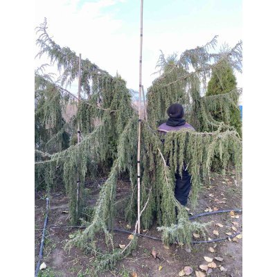 Саджанці купити Ялівець звичайний (Juniperus communis) "Horstman"/H 250 см/АЛЕ 16-18 см/кому