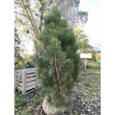 Саджанці купити Сосна чорна (Pinus nigra) "Pyramidalis" / H 230-300 см / ком