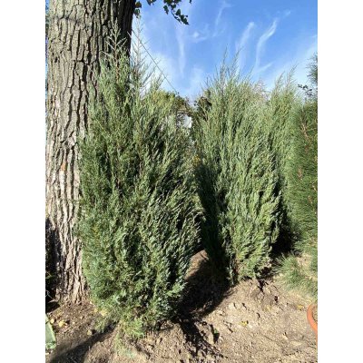 Саджанці купити Ялівець скельний (Juniperus scopulorum) "Moonglow" / H 150-160 см / ком