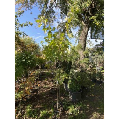 Саджанці купити Дуб червоний (Quercus rubra) "Aurea" /Н 200 см+/ контейнер С10 L
