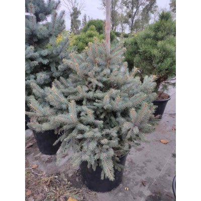 Саджанці купити Ялина колюча блакитна (Picea pungens f.glauca) "Misty blue" / H 100-120 см / ком