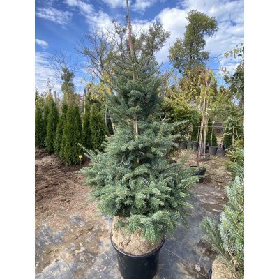 Саджанці купити Ялиця корейська (Abies koreana) Glauca /H 120 см+/ ком