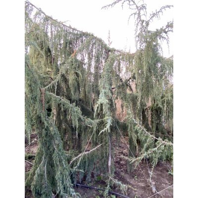 Саджанці купити Ялівець звичайний (Juniperus communis) "Horstman"/H 250 см/АЛЕ 16-18 см/кому