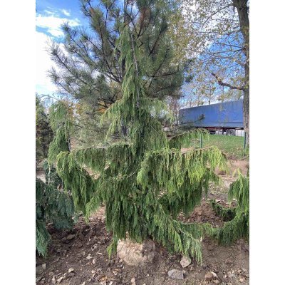 Саджанці купити Кіпарисовик нутканський (Chamaecyparis nootkatensis) "Pendula" /H 220-240 см/ контейнер С25 L