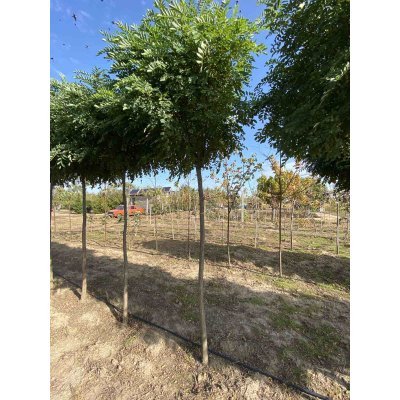 Саджанці купити Робінія псевдоакація (Robinia pseudoacacia) "Umbraculifera" /Stam 160-190 см/НО 11-14 см/  контейнер 90 L