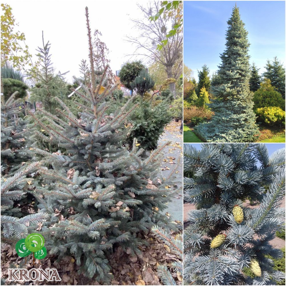 Саджанці купити Ялина колюча (Picea pungens) "Oldenburg" / H 200-220 см / ком