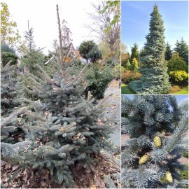 Ялина колюча (Picea pungens) "Oldenburg" / H 200-220 см / ком