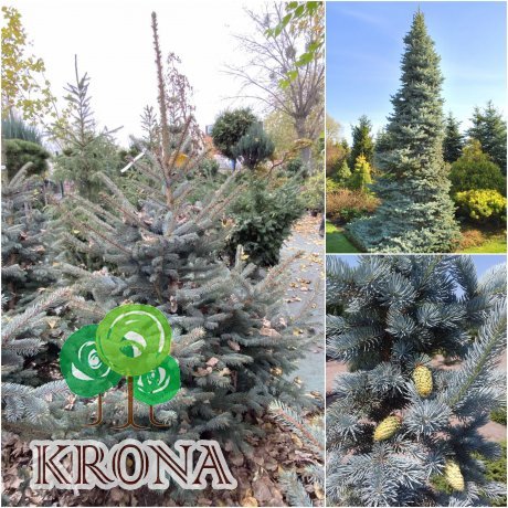 Саджанці купити Ялина колюча (Picea pungens) "Oldenburg" / H 200-220 см / ком