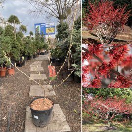 Гамамеліс проміжний (Hamamelis intermedia) "Diane"/Н 90-110 см/контейнер С 12 L