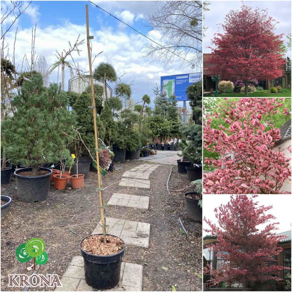 Саджанці купити Бук лісовий (Fagus sylvatica) "Purpurea Tricolor" /Н 130-170 см/контейнер С5 L
