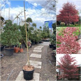 Бук лісовий (Fagus sylvatica) "Purpurea Tricolor" /Н 130-170 см/контейнер С5 L