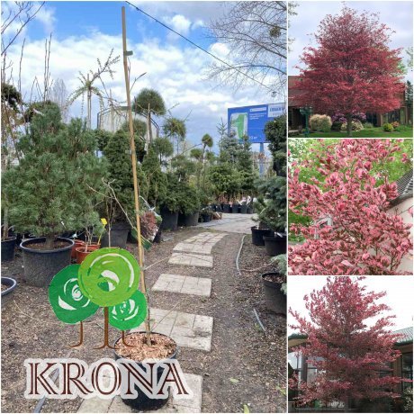 Саджанці купити Бук лісовий (Fagus sylvatica) "Purpurea Tricolor" /Н 130-170 см/контейнер С5 L