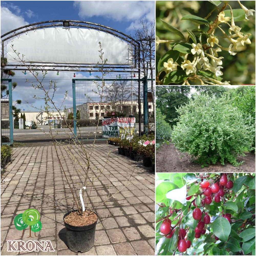 Саджанці купити Лох багатоквітковий / Гумі (Elaeagnus multiflora) / H 170-180 см / контейнер С12 L