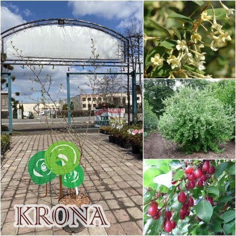 Саджанці купити Лох багатоквітковий / Гумі (Elaeagnus multiflora) / H 170-180 см / контейнер С12 L