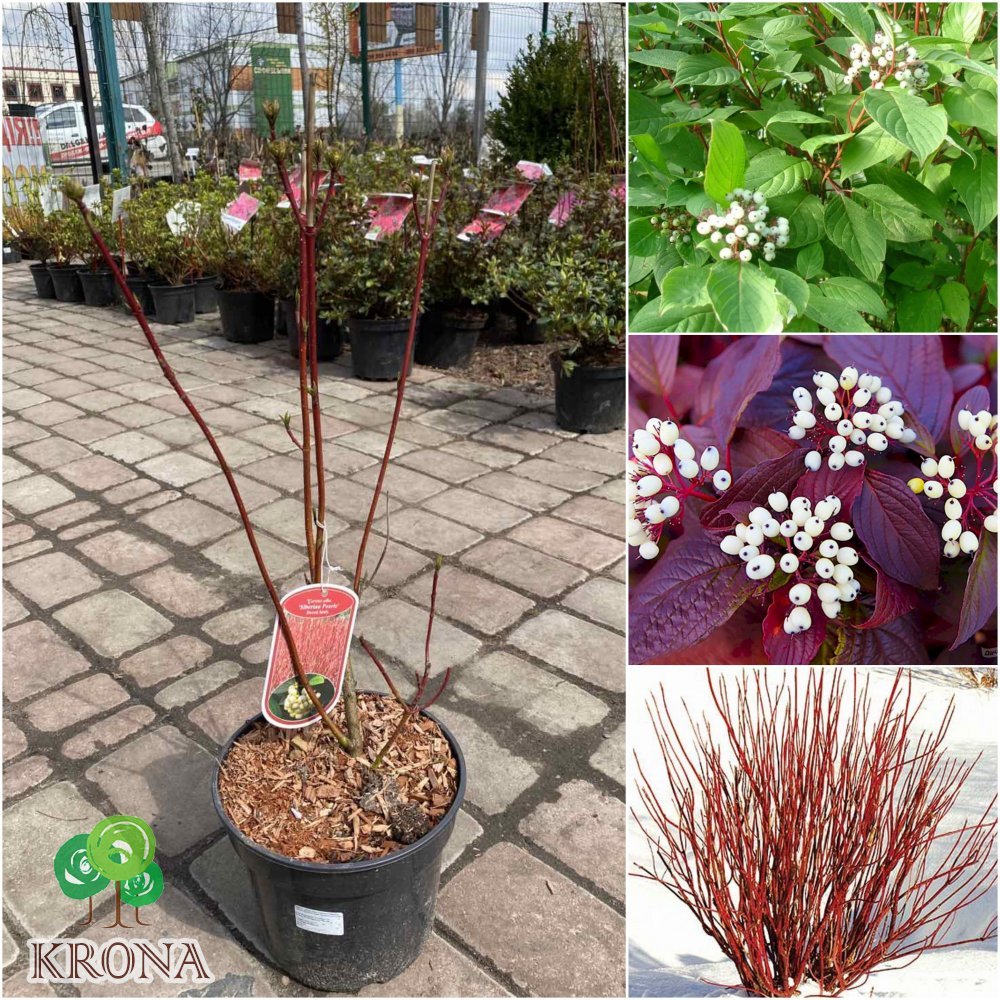Саджанці купити Дерен білий (Cornus alba) "Siberian Pearls"/H 80-100 см/контейнер С7.5 L