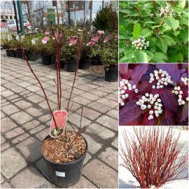 Дерен білий (Cornus alba) "Siberian Pearls"/H 80-100 см/контейнер С7.5 L Дерен білий (Cornus alba) "Siberian Pearls"/H 80-100 см/контейнер С7.5 L