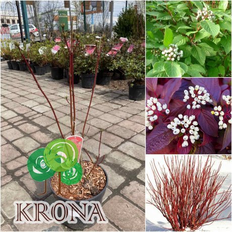 Саджанці купити Дерен білий (Cornus alba) "Siberian Pearls"/H 80-100 см/контейнер С7.5 L