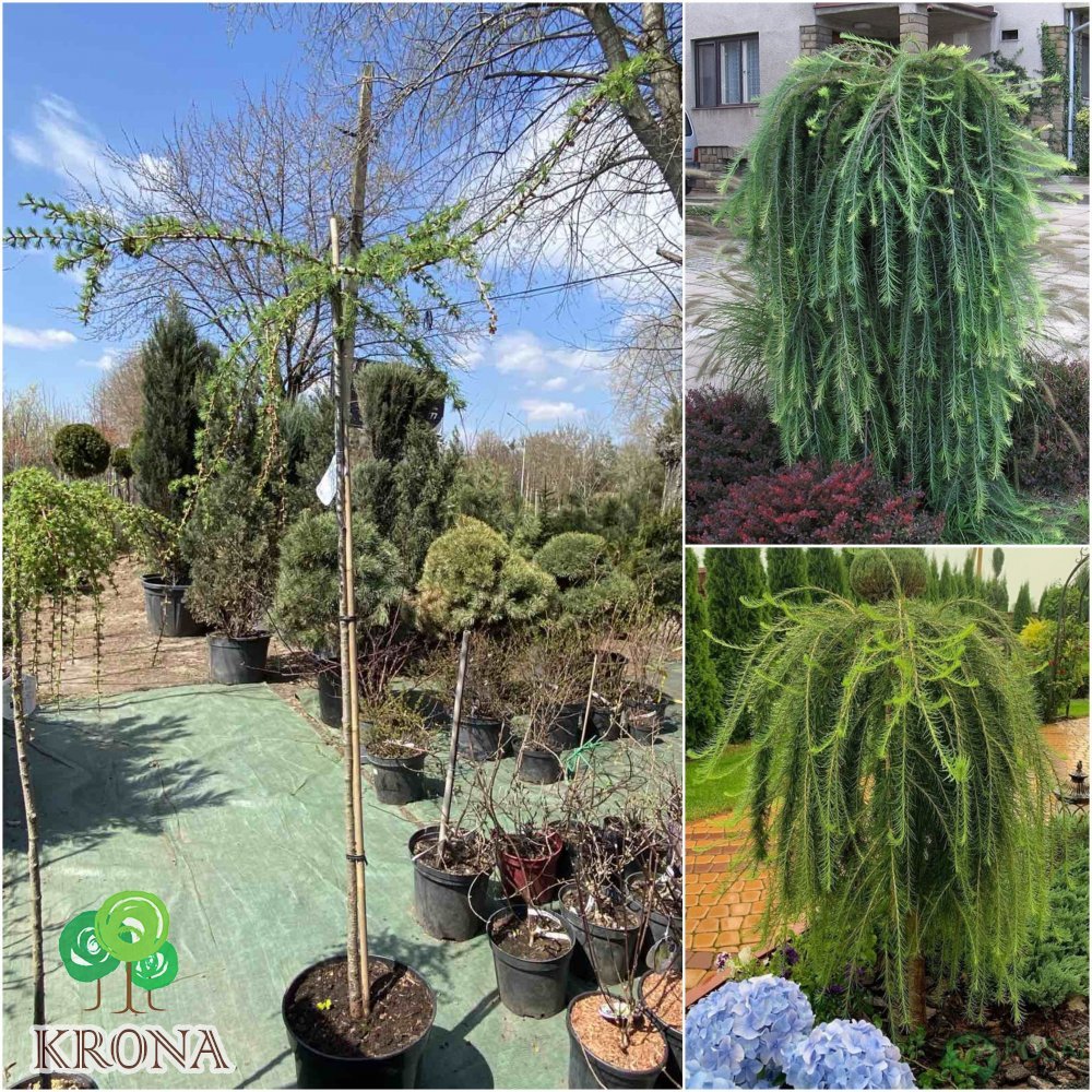 Саджанці купити Модрина європейська (Larix decidua) "Puli" /Stam 140-160 см/ контейнер С35 L