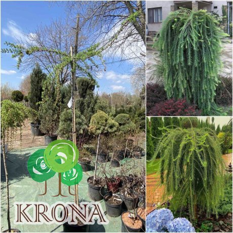 Саджанці купити Модрина європейська (Larix decidua) "Puli" /Stam 140-160 см/ контейнер С35 L