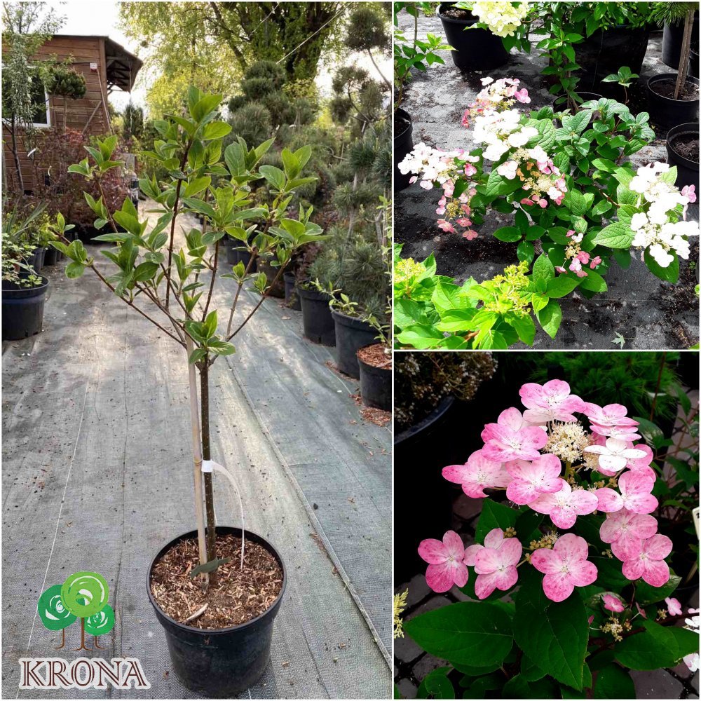 Саджанці купити Гортензія волотиста  (Hydrangea paniculata) "Early Sensation"/Stam 60-80 см/контейнер С7.5 L