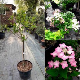 Гортензія волотиста  (Hydrangea paniculata) "Early Sensation"/Stam 60-80 см/контейнер С7.5 L