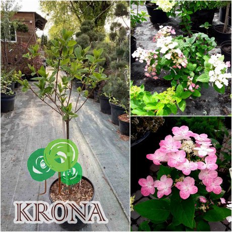 Саджанці купити Гортензія волотиста  (Hydrangea paniculata) "Early Sensation"/Stam 60-80 см/контейнер С7.5 L