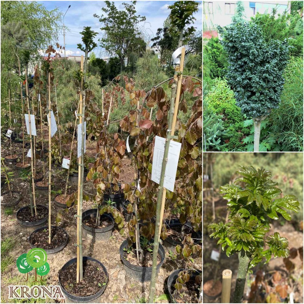 Саджанці купити Ясен звичайний (Fraxinus excelsior) "Crispa"/Stam 100-120 см/Н 140-150 см/контейнер С12 L