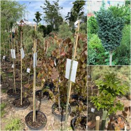 Ясен звичайний (Fraxinus excelsior) "Crispa"/Stam 100-120 см/Н 140-150 см/контейнер С12 L Ясен звичайний (Fraxinus excelsior) "Crispa"/Stam 100-120 см/Н 140-150 см/контейнер С12 L