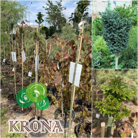 Саджанці купити Ясен звичайний (Fraxinus excelsior) "Crispa"/Stam 100-120 см/Н 140-150 см/контейнер С12 L