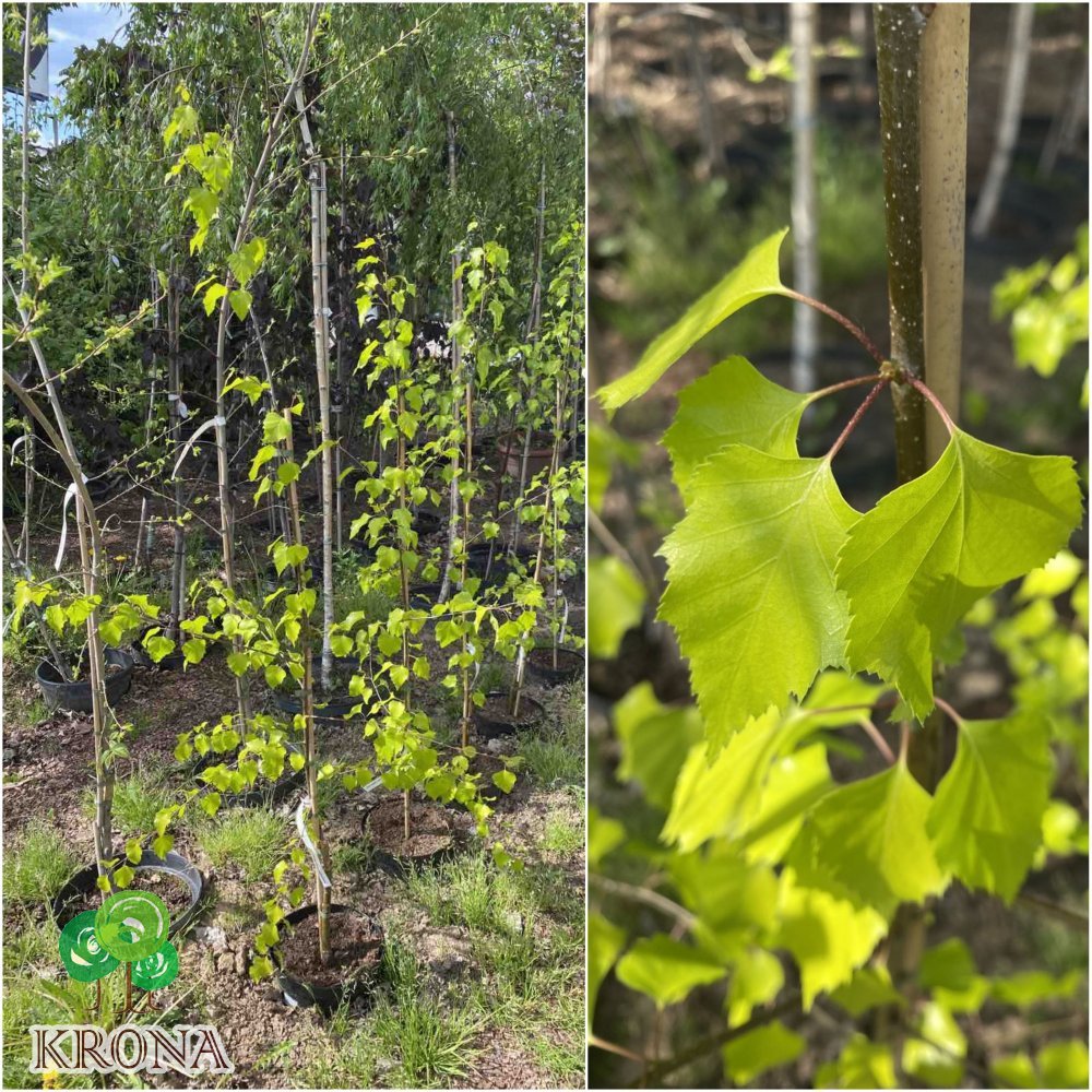 Саджанці купити Береза повисла (Betula pendula) "Golden Beauty"/H 140-150 см/контейнер С5 L
