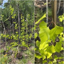 Береза повисла (Betula pendula) "Golden Beauty"/H 140-150 см/контейнер С5 L Береза повисла (Betula pendula) "Golden Beauty"/H 140-150 см/контейнер С5 L