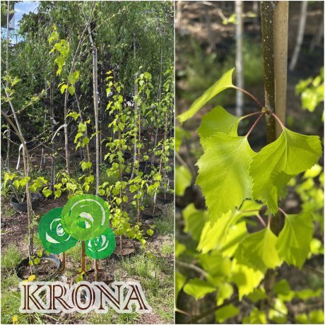 Саджанці купити Береза повисла (Betula pendula) "Golden Beauty"/H 140-150 см/контейнер С5 L