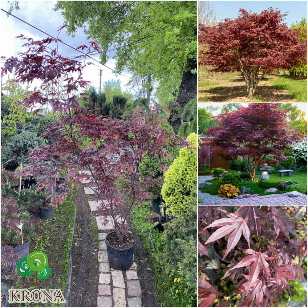 Саджанці купити Клен пальмовий (Acer palmatum) "Fireglow" /Н 180 см/ контейнер C25 L