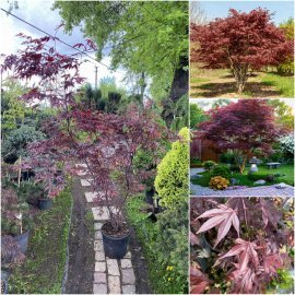 Клен пальмовий (Acer palmatum) "Fireglow" /Н 180 см/ контейнер C25 L