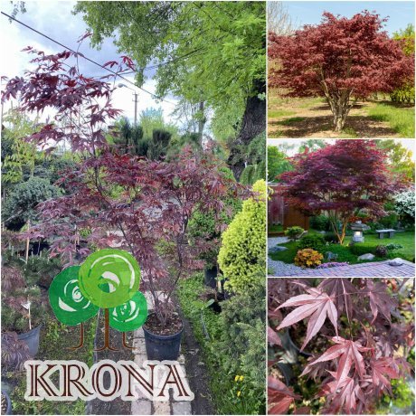 Саджанці купити Клен пальмовий (Acer palmatum) "Fireglow" /Н 180 см/ контейнер C25 L