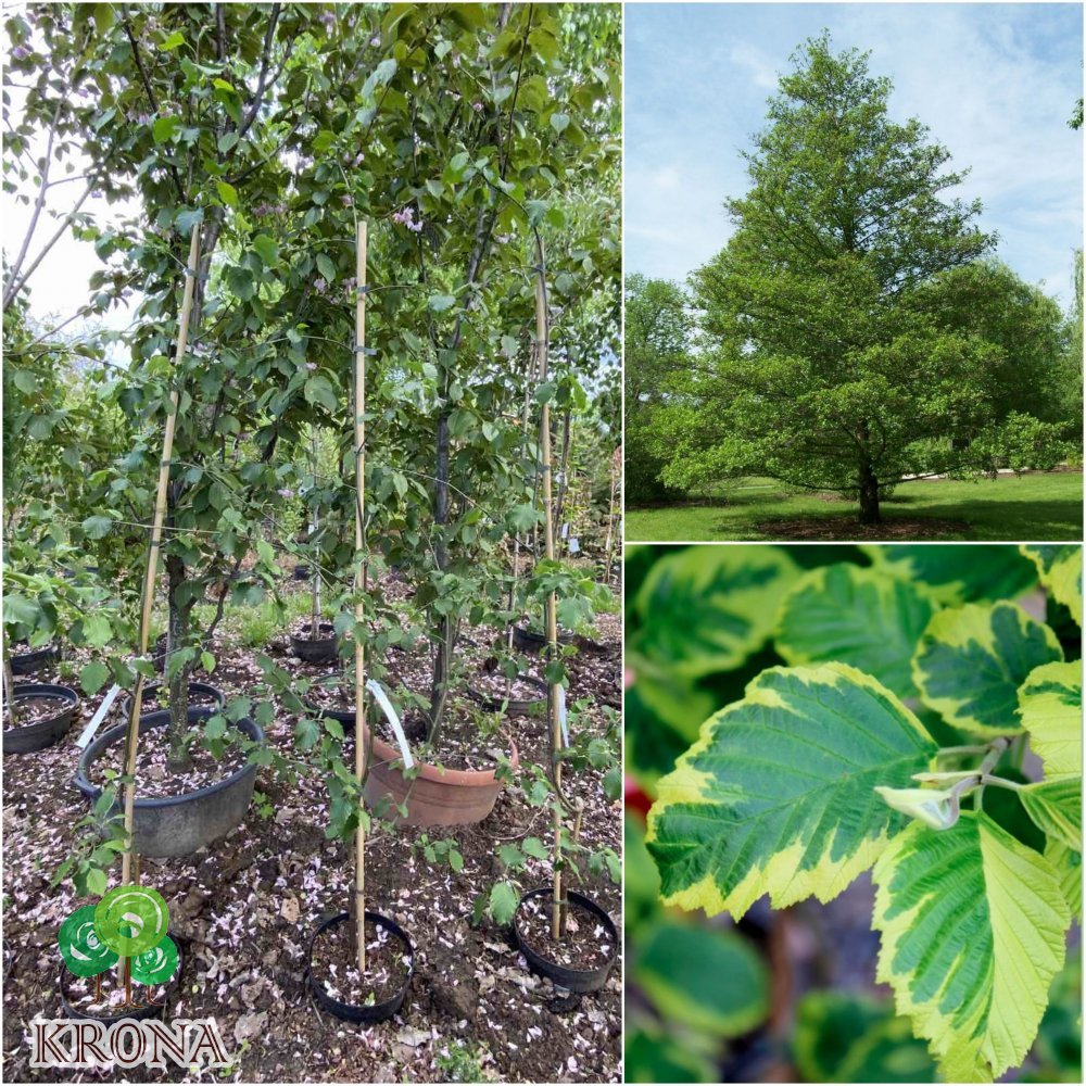 Саджанці купити Вільха чорна (Alnus glutinosa) "Razzmatazz"/Н 230см+/контейнер С25 L