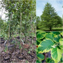 Вільха чорна (Alnus glutinosa) "Razzmatazz"/Н 230см+/контейнер С25 L