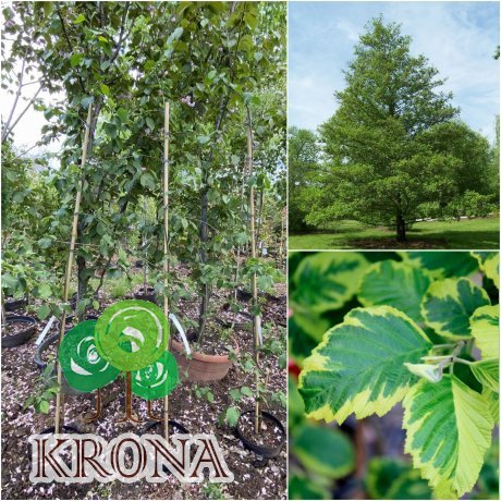 Саджанці купити Вільха чорна (Alnus glutinosa) "Razzmatazz"/Н 230см+/контейнер С25 L
