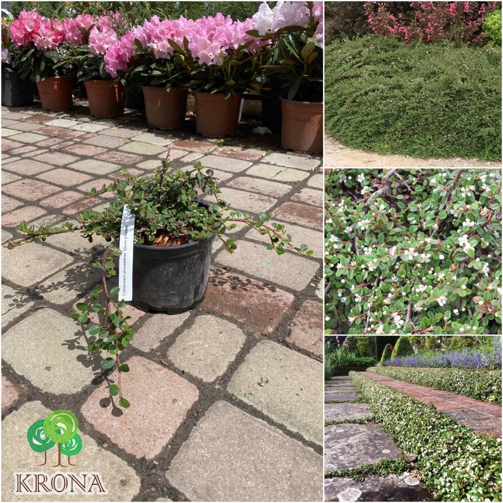 Саджанці купити Кизильник лежачий (Cotoneaster procumbens) "Queen of Carpets"/H 20-25 см/контейнер С2 L