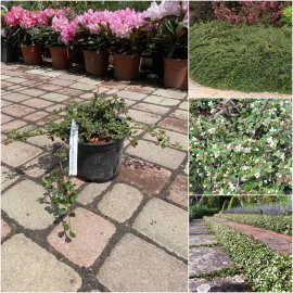 Кизильник лежачий (Cotoneaster procumbens) "Queen of Carpets"/H 20-25 см/контейнер С2 L