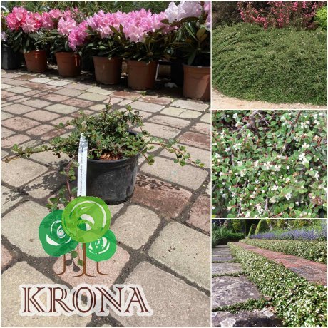 Саджанці купити Кизильник лежачий (Cotoneaster procumbens) "Queen of Carpets"/H 20-25 см/контейнер С2 L