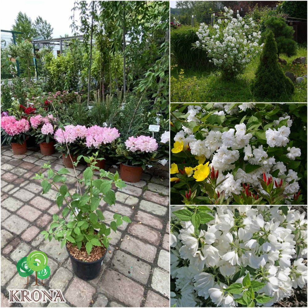 Саджанці купити Чубушник (Philadephus) "Justynka"/H 60-80 см/контейнер С5 L