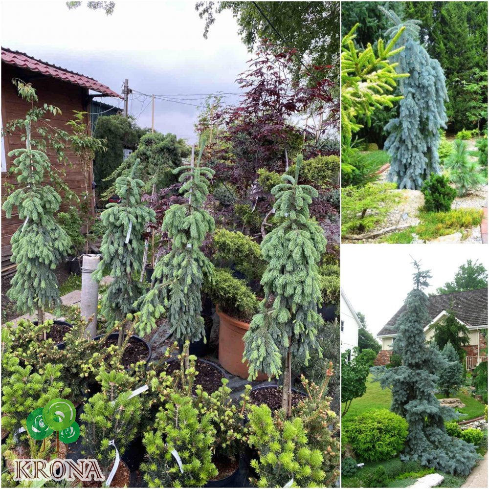 Саджанці купити Ялина колюча (Picea pungens) "Glauca Pendula"/H 120-130 см/контейнер С30 L