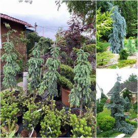Ялина колюча (Picea pungens) "Glauca Pendula"/H 120-130 см/контейнер С30 L